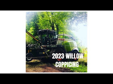 2023 Willow Coppicing