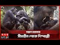 ৩ মাস ধরে মৃত বাচ্চাকে নিয়ে ঘুরছে মা শিম্পাঞ্জি | chimpanzee Carrying Around Baby for Past 3 months