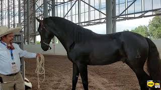 GOLDEN HORSES - AZTEC HORSES OF GREAT SIZE AND INCREDIBLE BEAUTY - THE HORSE AND ITS WORLD FESTIVAL.