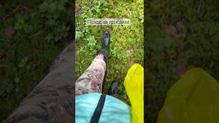 Кто тоже грибник? #грибы #сборгрибов #лисички #боровики #беларусь