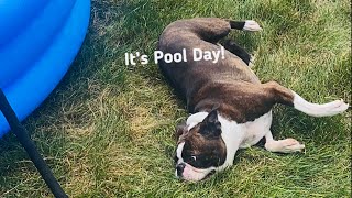It’s a POOL DAY! Boston Terrier Spends Day in His Pool & Doing Zoomies!