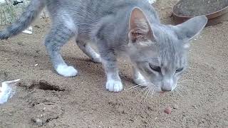 Gray cat. Gorgeous, cool and hungry by world of stray meowing  628 views 8 months ago 2 minutes, 13 seconds