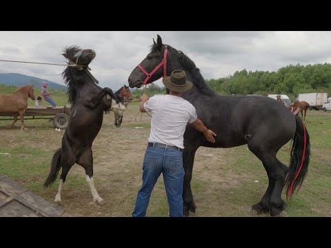 Video: Ce Să Hrănești Un Ponei