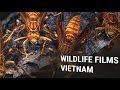 WILDLIFE FILMS VIETNAM - PETER SCHEID FILM - Camera Department & Film Service Ho Chi Minh City