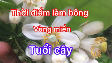 Thời điểm làm bông bưởi da xanh tại các vùng miền và tuổi cây