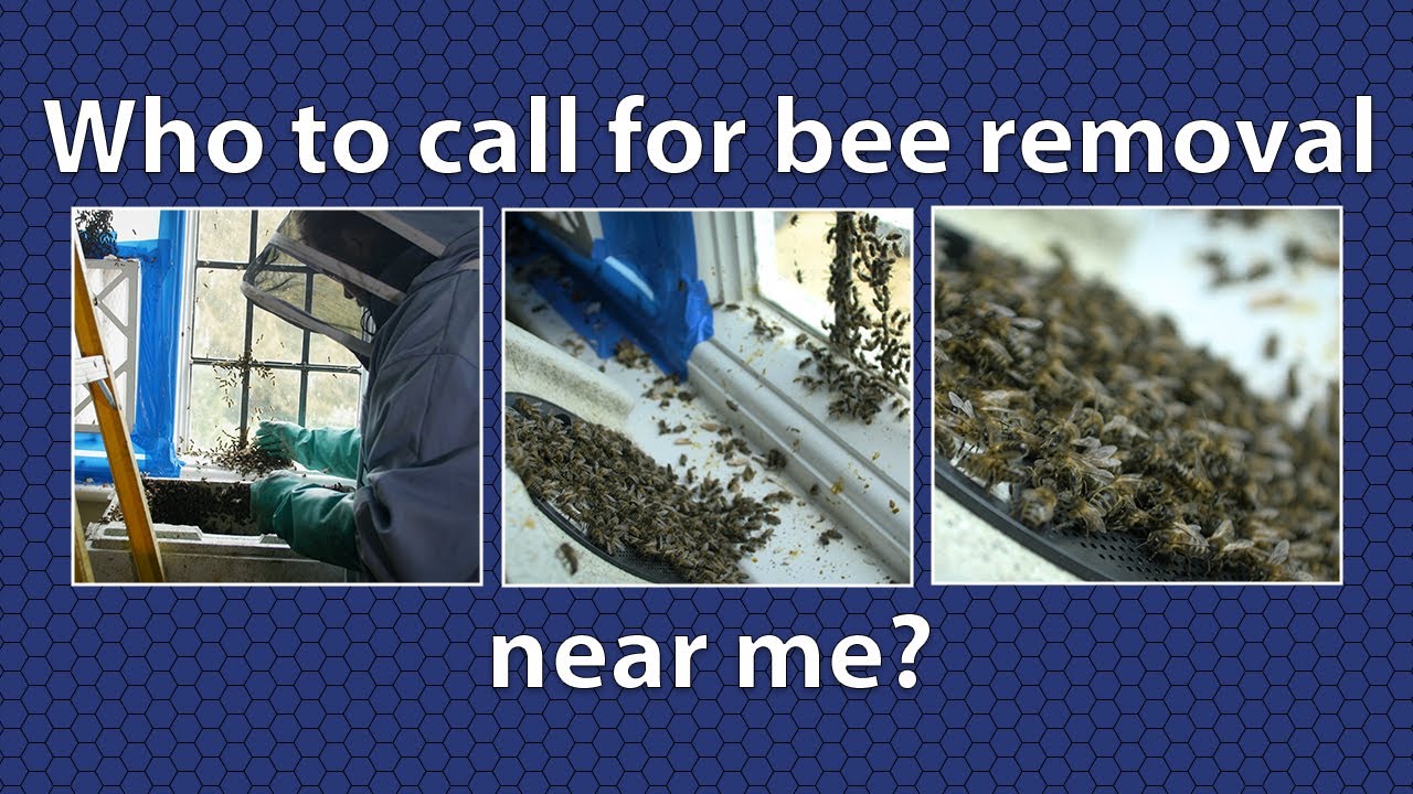 Who to call for bee removal near me? - YouTube