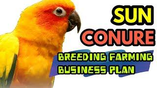 Sun Conure Parrot Farming Details l Breeding of Sunconure at Home l Sun Conure Aviary Cage Setup