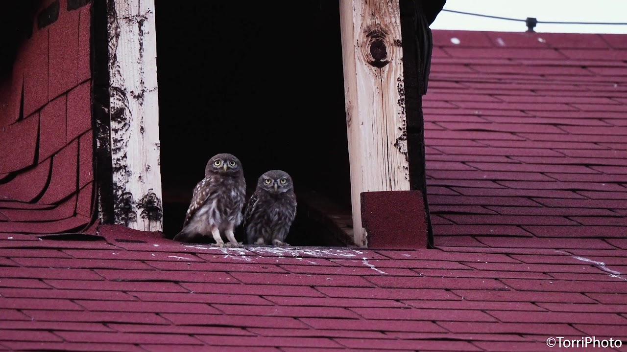 филин на крыше. где живет сова сипуха. флюгер малый "сова с совятами". флюгер филин сова. сова на крыше дома.