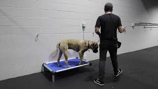 shock collar for mastiff