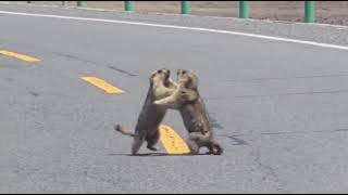 In China, a fight between two squirrels disrupts traffic on a public road