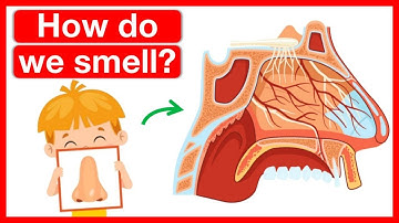How our nose works? 👃 | Human nose anatomy | Easy learning video | 5 senses