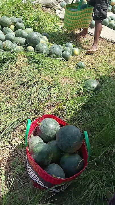 semngko semongko gaes