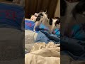 Japanese Chin Playing