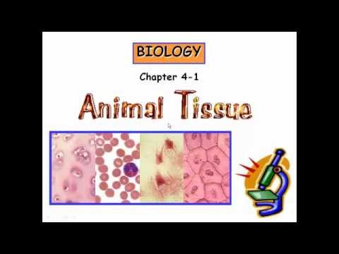 Animal tissue 01