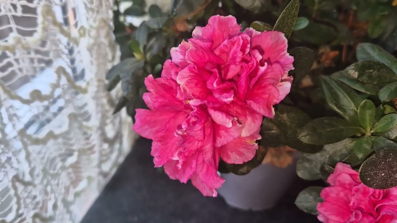 Ingrijire azalee la ghiveci