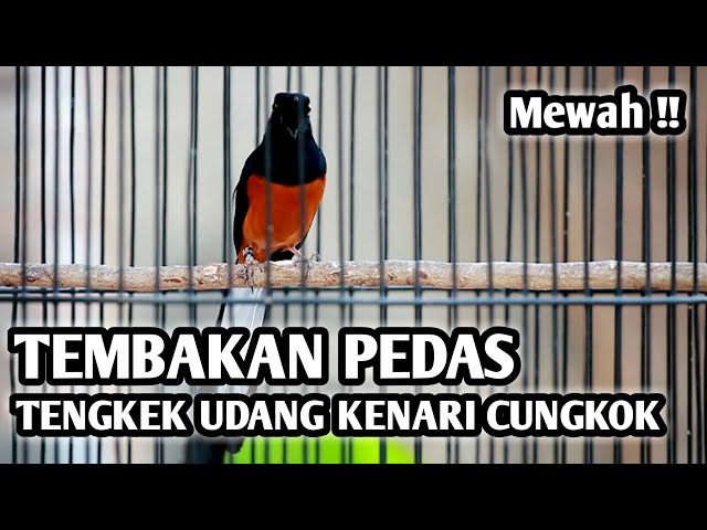 MURAI BATU MEDAN GACOR FULL ISIAN TEMBAKAN PEDAS, ISIAN TENGKEK UDANG KENARI CUCAK CUNGKOK class=