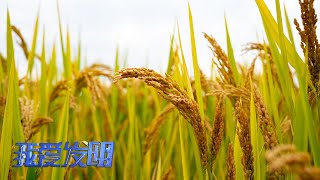 一粒米的诞生：中国好味稻 |「我爱发明」20220919