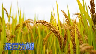 一粒米的诞生：中国好味稻 |「我爱发明」20220919