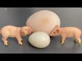 RAW EGG PEELING - Moha melo