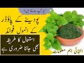 Benefits of mint powder new information  ku g health  beauty tips