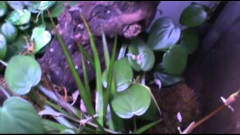 Amazon tree boa set up