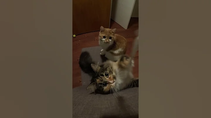 Video 11108491: funny cat 4k, 4k cute cat, cats catch