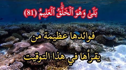 قراءة تاريخية لن تتكرر القارئ هادي اسفيداني