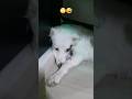 M Kya KaruЁЯЩДЁЯдгЁЯШГ Funny Labrador Comedy Dog Kindnessiscool Beaglecrew Kinddog Germanshepheard M Kya KaruЁЯЩДЁЯдгЁЯШГ Funny Labrador Comedy Dog Kindnessiscool Beaglecrew Kinddog Germanshepheard