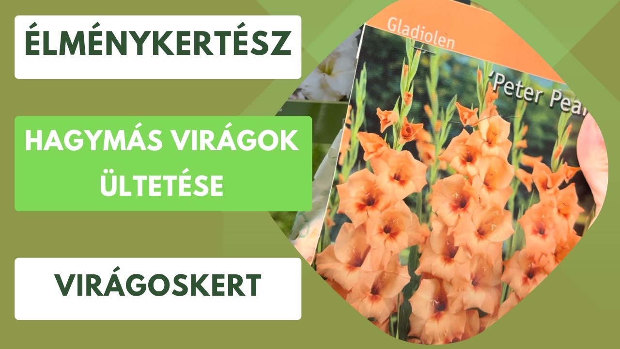 Hagymás virágok ültetése, a kardvirág és a liliom🌸
