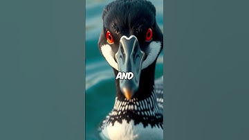 Loons: Canada’s Songbird 🎵 #facts #bear #animals #cat #bears #loons #love #art #beauty #nature