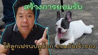 การสอนให้ลูกสุนัขเฟรน บลูดอก ยอมรับเจ้าของ (โมโต) การสอนให้ลูกสุนัขเฟรน บลูดอก ยอมรับเจ้าของ (โมโต)