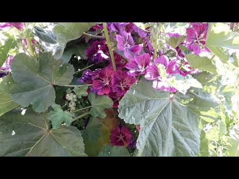 Video: Sléz - Růžice: Odrůdy, Pěstování A Reprodukce