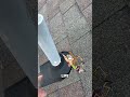 Why Your Roof is Rotting | The Danger of Using the Wrong Nails