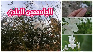 كيفية العناية بنبات الياسمين البلدي أو الياسمين الشامي وطرق تكاثره  | Jasminum