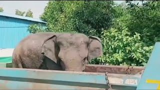 wild elephant | elephant rescue video #2022 #jimmytrip #humanity