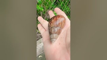 Con ốc nhỏ con ốc vừa con ốc to con ốc khổng lồ #shorts