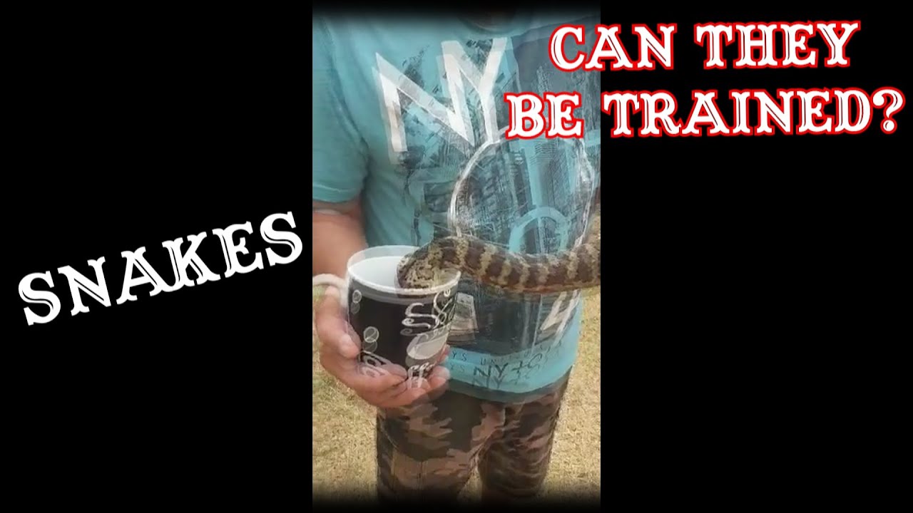 CAN SNAKES BE TRAINED? (SnakeHuntersTV) Feat. Alyssa Guarino YouTube