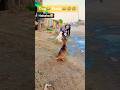 Dog 😂🤣 prank hahahaha😂🤣 #funny #funnyfacemask #jamsheiifun 2026 ka short #dogprank