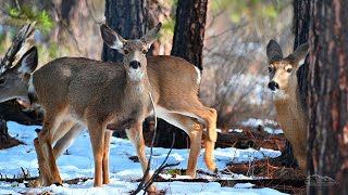 Deer on Green Ridge, Northwest of Sisters, Oregon