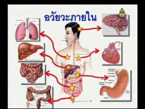 006+heap2+dltv54+540527+C+กิจกรรม อวัยวะภายในร่างกาย+ร่างกายของเรา ...
