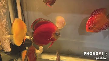 CÁ DĨA - 2....(7/01/2021)