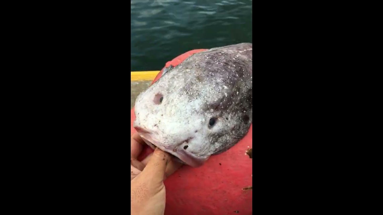ニュウドウカジカをプルプルするだけ(Shake a BLOBFISH