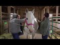 Horse therapy brings stable life to mental health clients