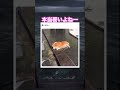 5月とは思えない暑さだよー #shorts#動物#かわいい#可愛い#癒し#癒し動画 #犬
