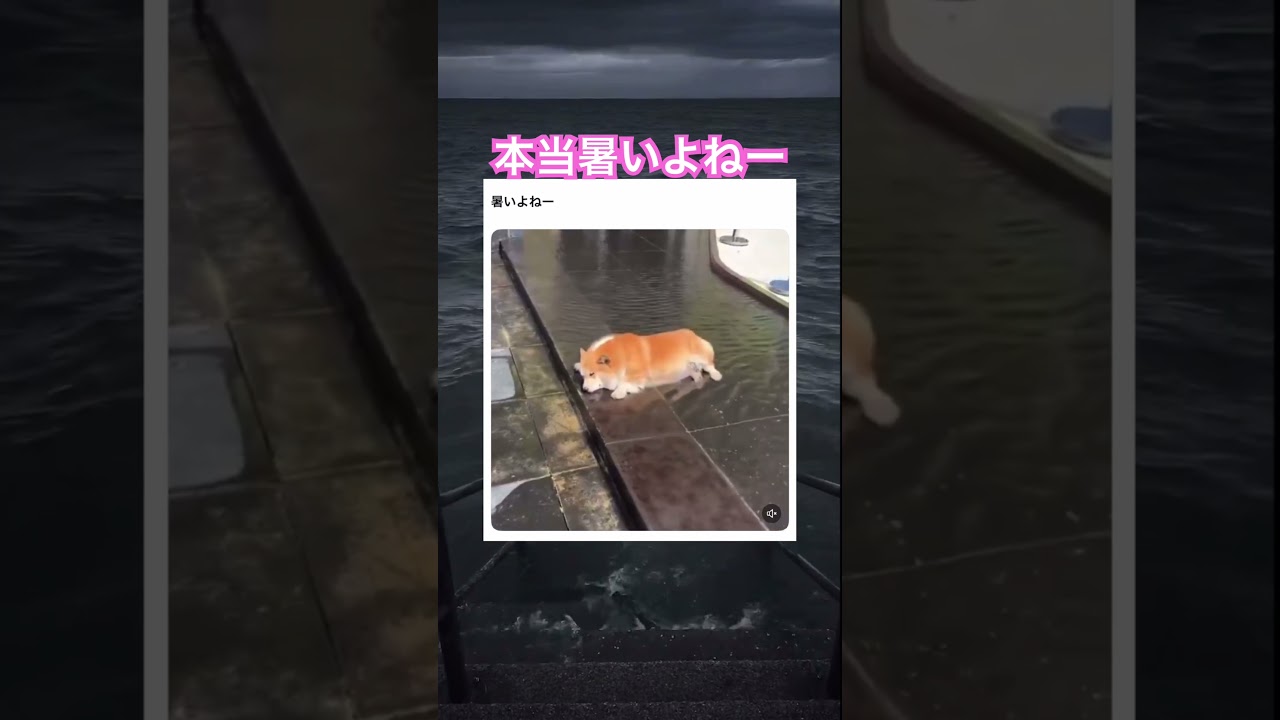 5月とは思えない暑さだよー #shorts#動物#かわいい#可愛い#癒し#癒し動画 #犬