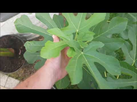 Wideo: Sadzenie drzew figowych w doniczkach – jak dbać o drzewka figowe w doniczkach
