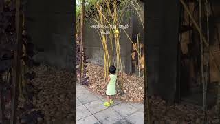 സൂപ്പർ ചെടി 🌱😂 #shortsfeed #shortsviral #trending #trendingshorts #babygirl #babyshorts #vaazha2