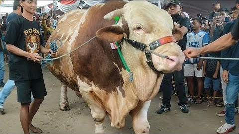 Full Penimbangan Kelas Extreme Kontes APPSI Boyolali | Deal Harga Ratusan Juta Langsung Di Tempat