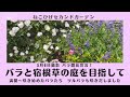 【庭全体／早咲きのバラが満開！】バラと宿根草両方が楽しめる庭を目指し植栽したバラたちが開花してきました／ねこひげガーデンのバラたち／遅咲きはまだまだこれから！