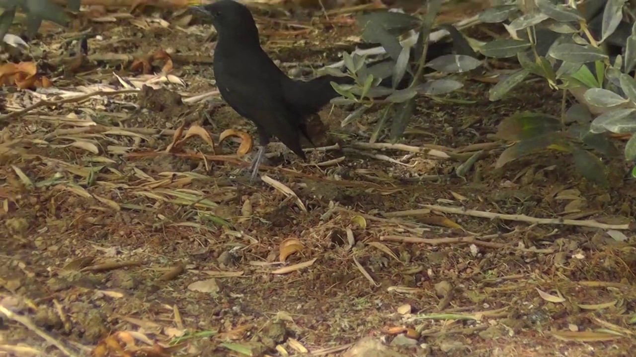Black Scrub Robin Israel 2019